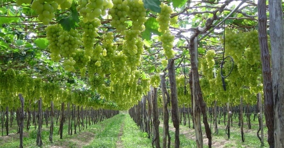 vinicola-ouro-verde-da-miolo-localizada-no-municipio-de-casa-nova-na-bahia-1367854476183_956x500